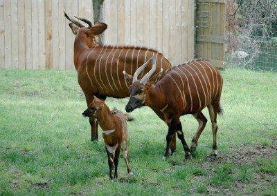 Mountain bongo