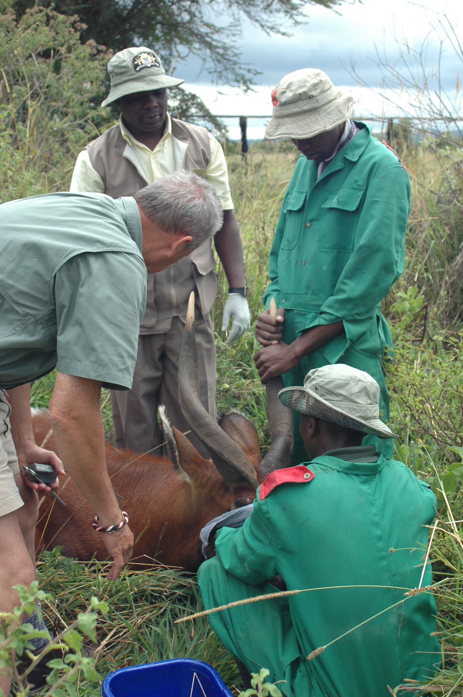 Save the Bongo Antelope