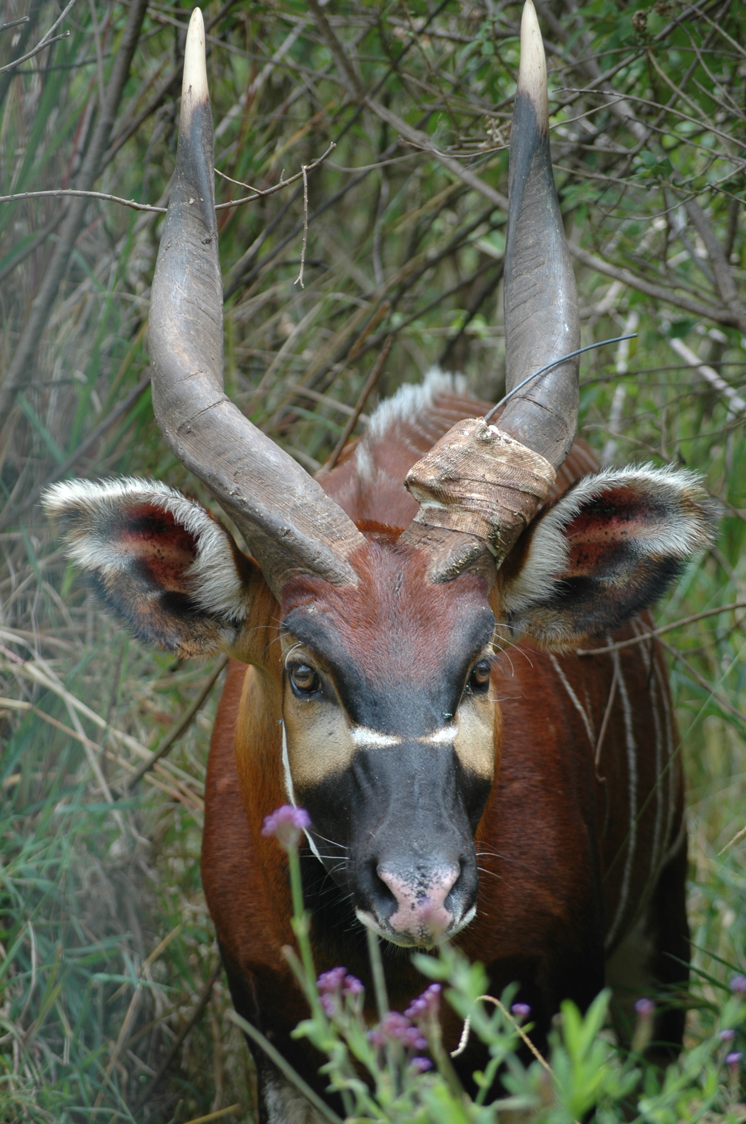 bongo antelope